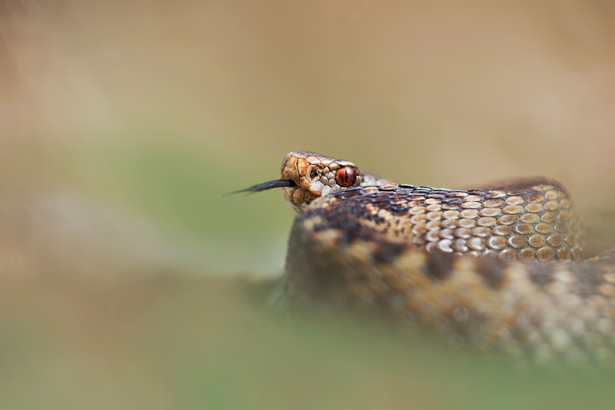 2011 (4) APRIL Female Adder